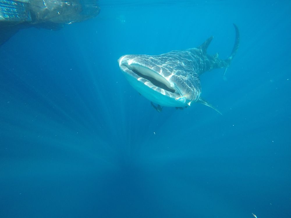 китовая акула(Папуа)