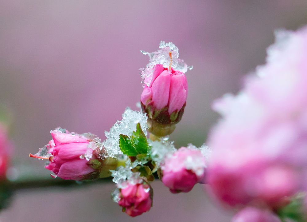 Цветение сакуры и последний снег.The cherry blossoms and the last snow
