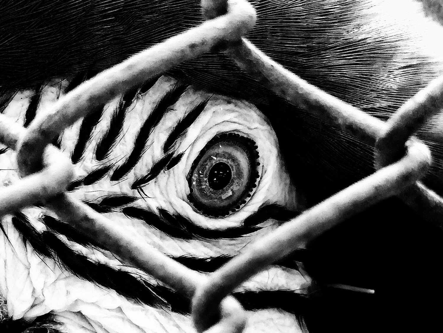 Caged
