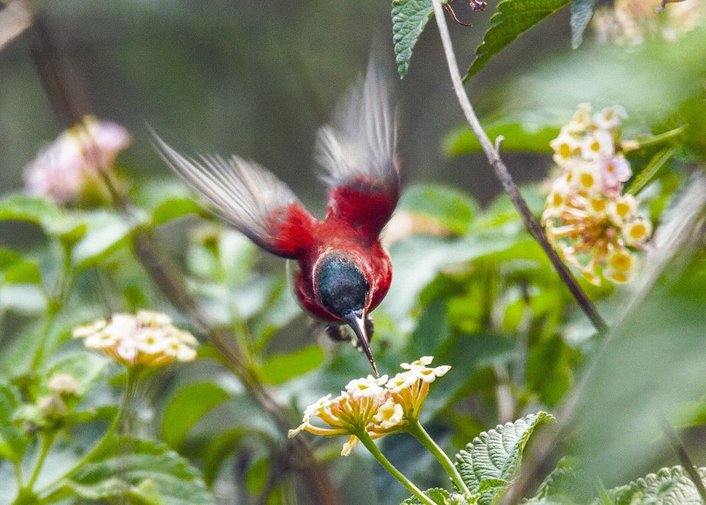 Crimson sunbird nectar time