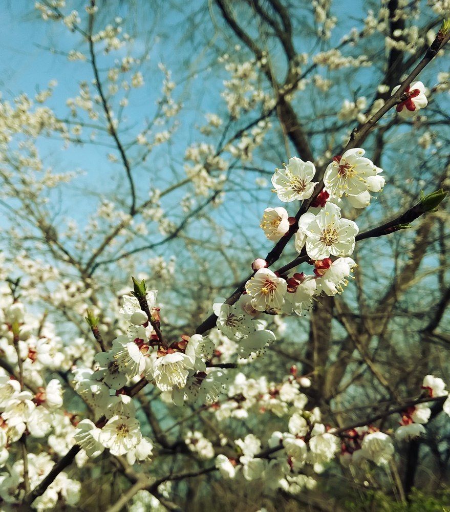 Майская красота