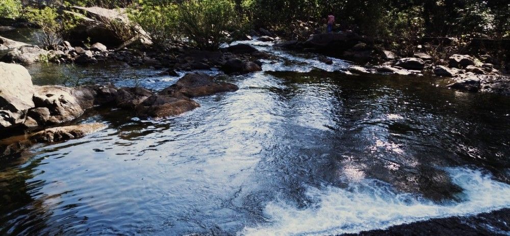 Kuldia Forest