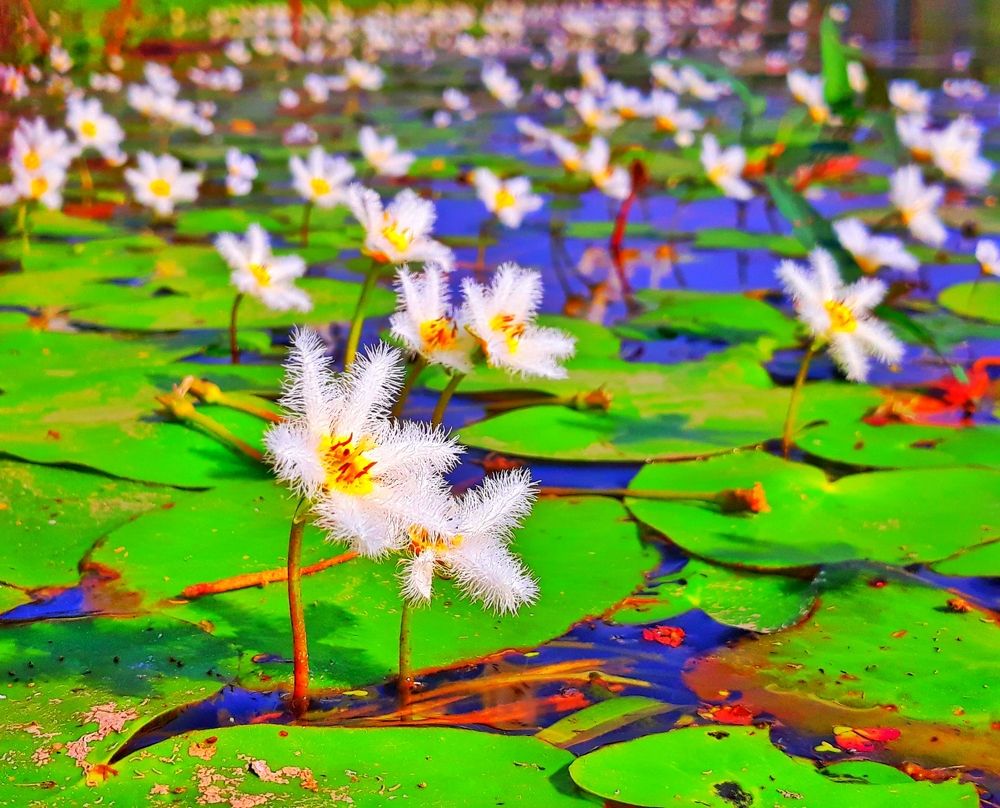 Colours of nature