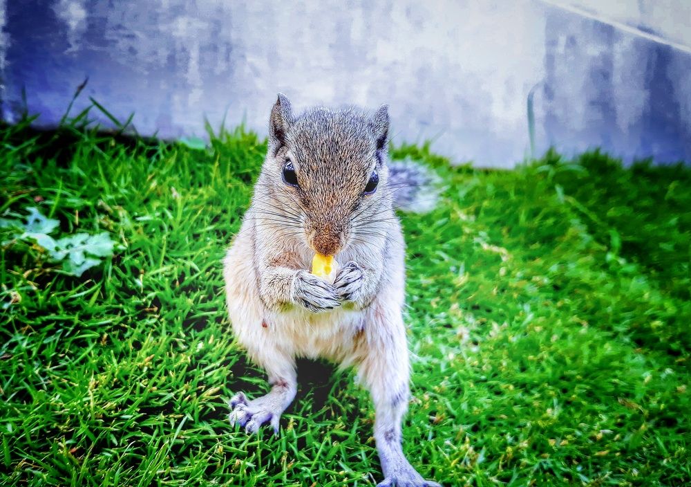 Squarrel Eating Grain