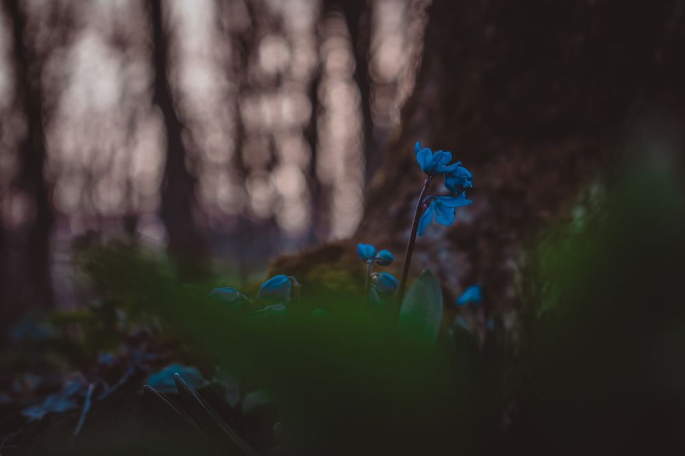 Пробуждение