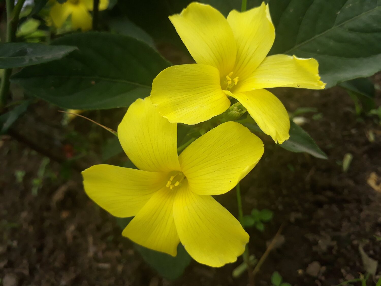 Flowers...