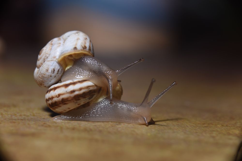 Микро мир в макро съемке