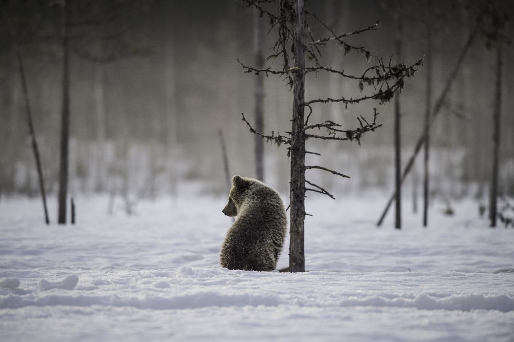 В берлоге хорошо, но весну не проспишь!