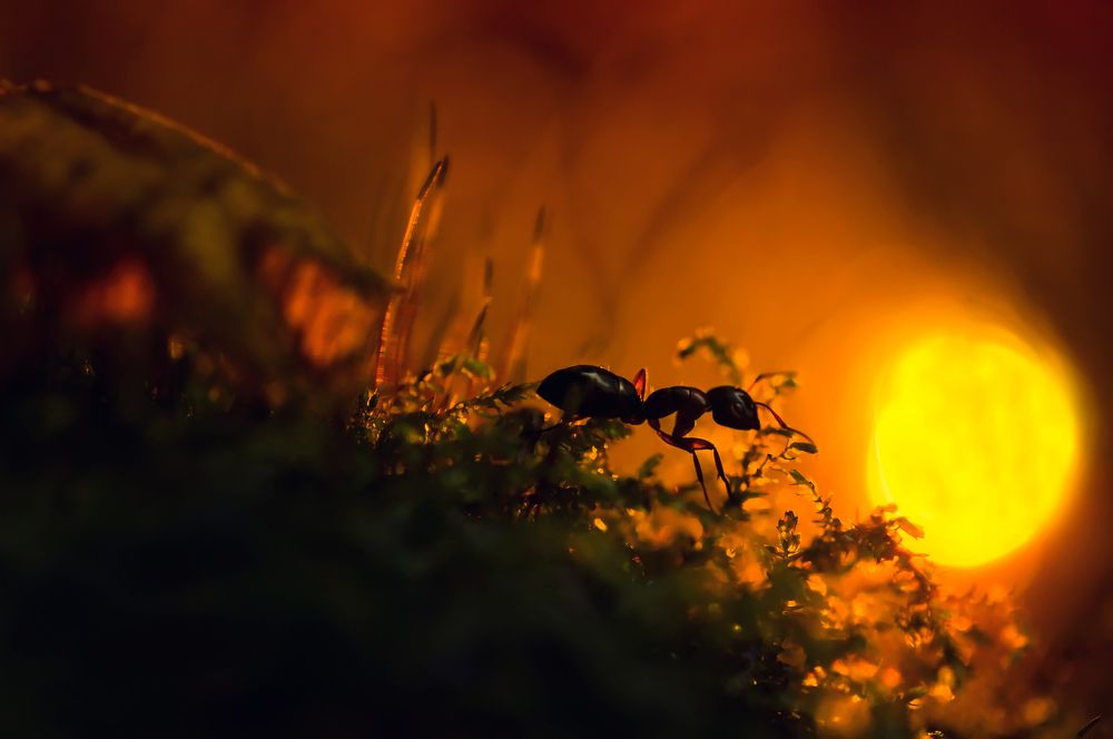 скоро солнышко скроется - муравейник закроется