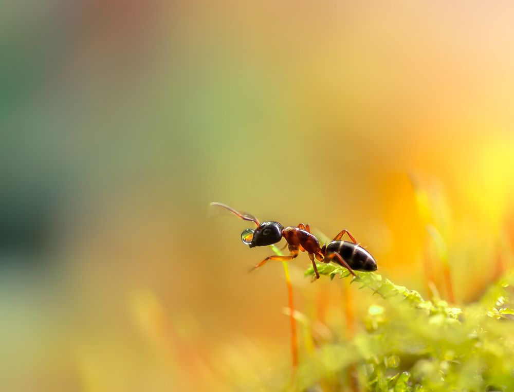 Весенний муравей