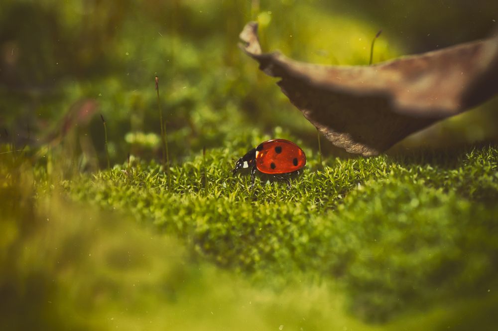 Приключения красной шапочки