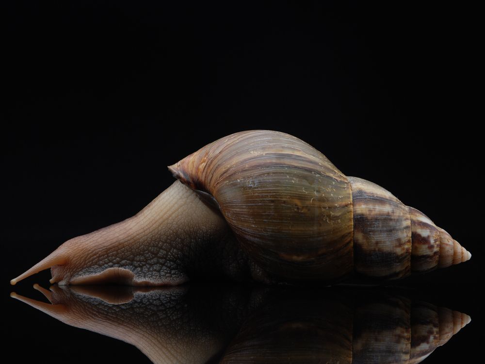 and the snail can be graceful