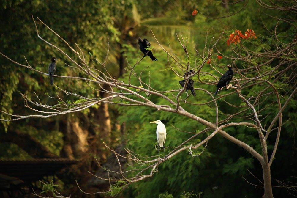 IN THE SHADE OF RIVER