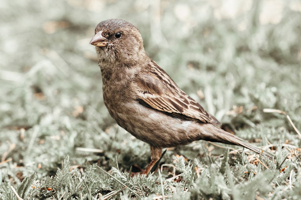 Фотография автора Даша Койпышева