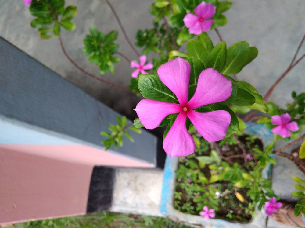 Natural Flowers theme