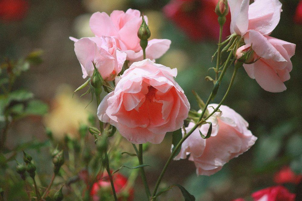 Photograph by Анастасия