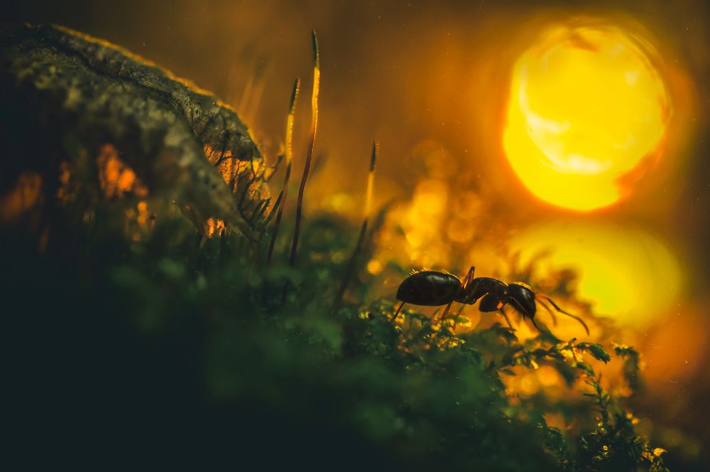 дорога домой