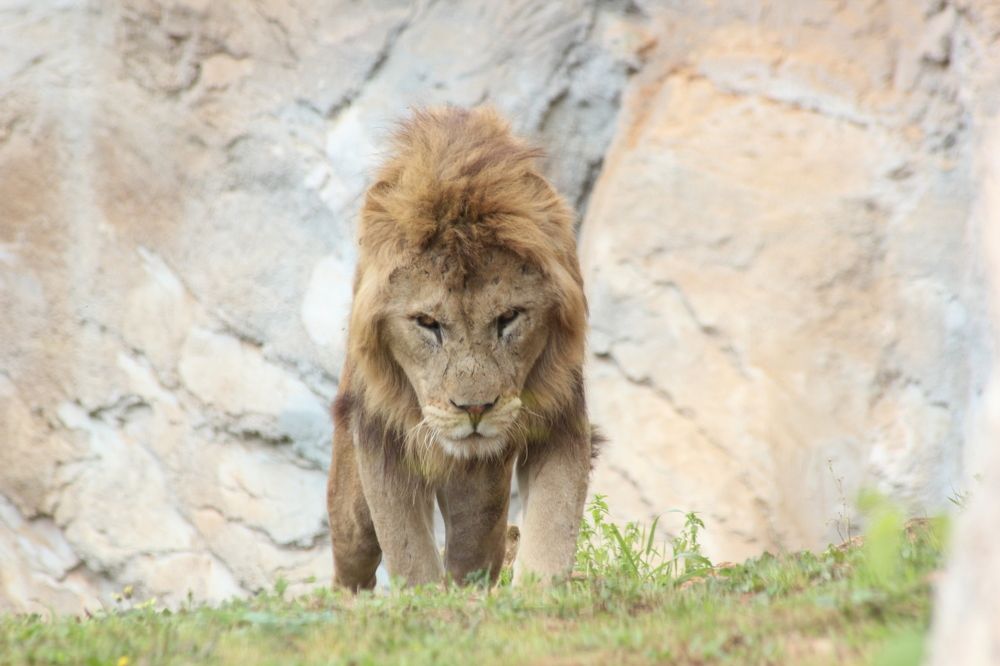 King Of North Africa