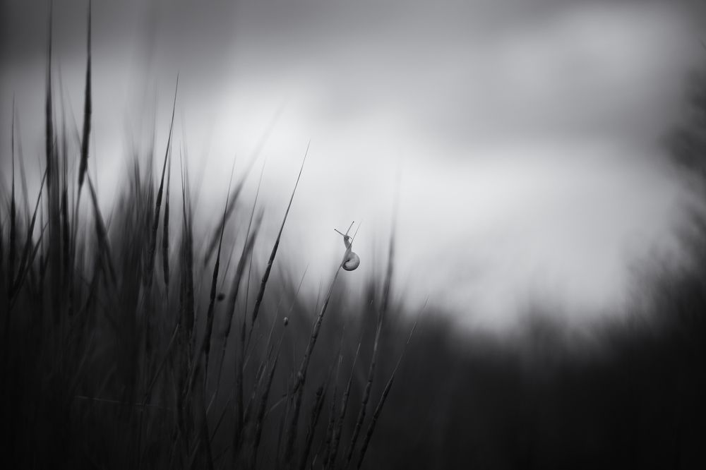 "Взгляд" или "В поисках сферической лошадки" ("Look" or "In search of a spherical horse")