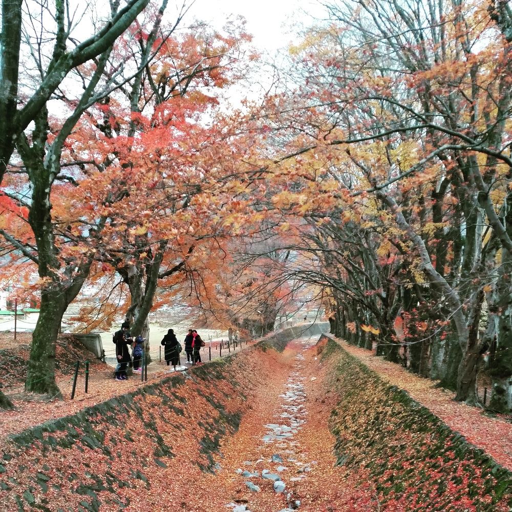 colorful fall leaves - autumn