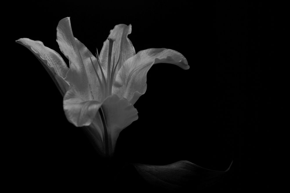 Photograph by Arvindkompelli