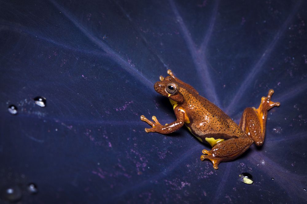 Executioner Clownfrog