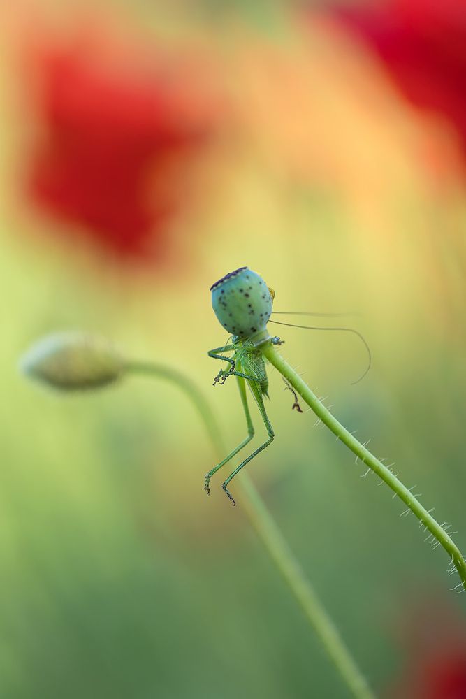 Пагубное влечение