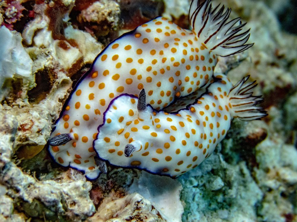 Голожаберный моллюски Рисбеция хорошенькая