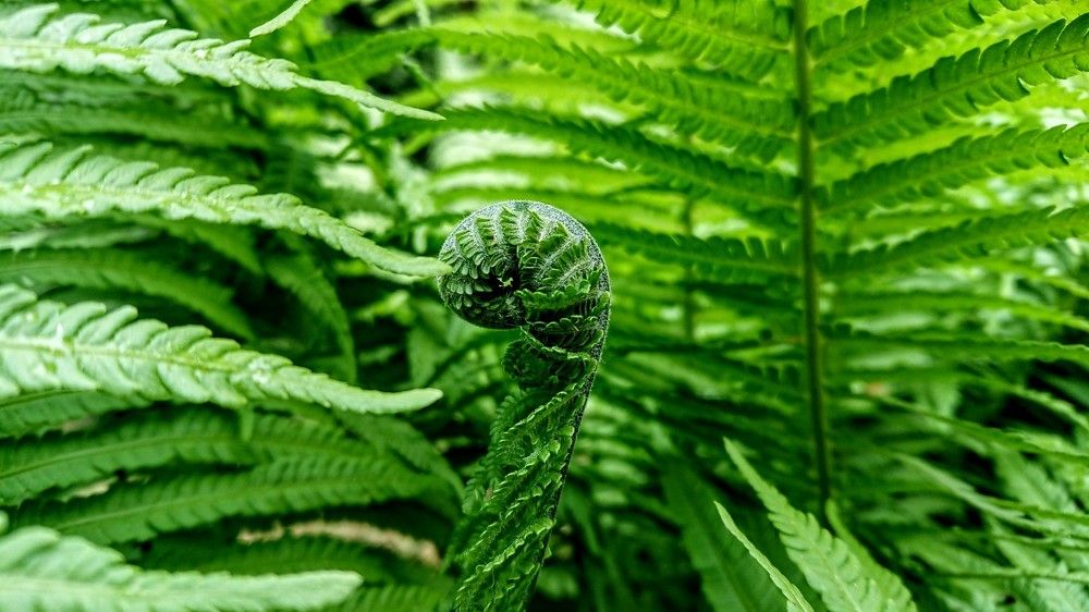 Сочный зеленый