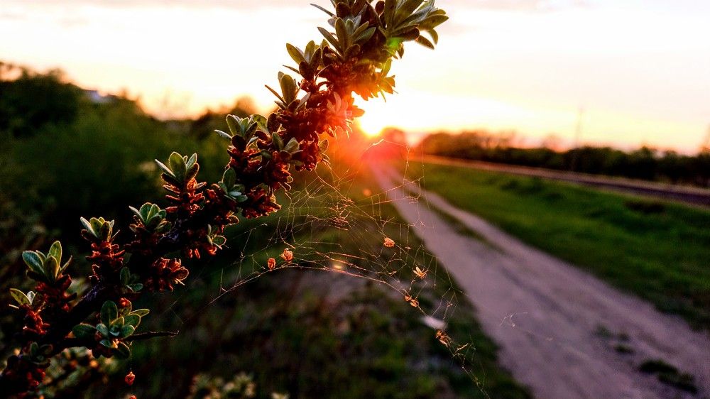 В лучах заката