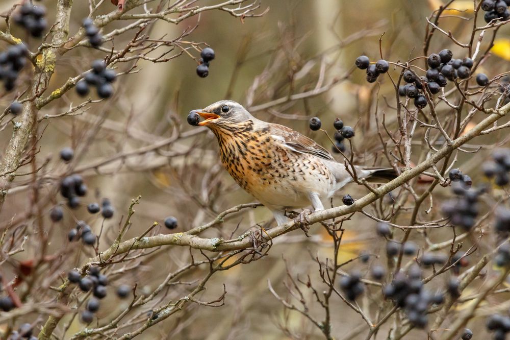 The fieldfare with juneberry / Дрозд рябинник