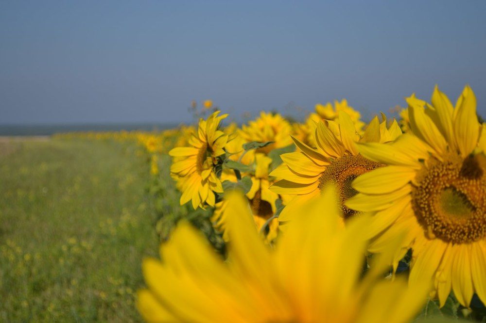 Подсолнухи