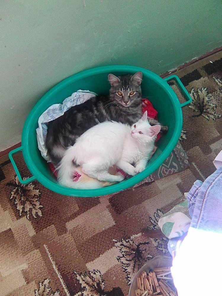 Photograph by limboi serhii