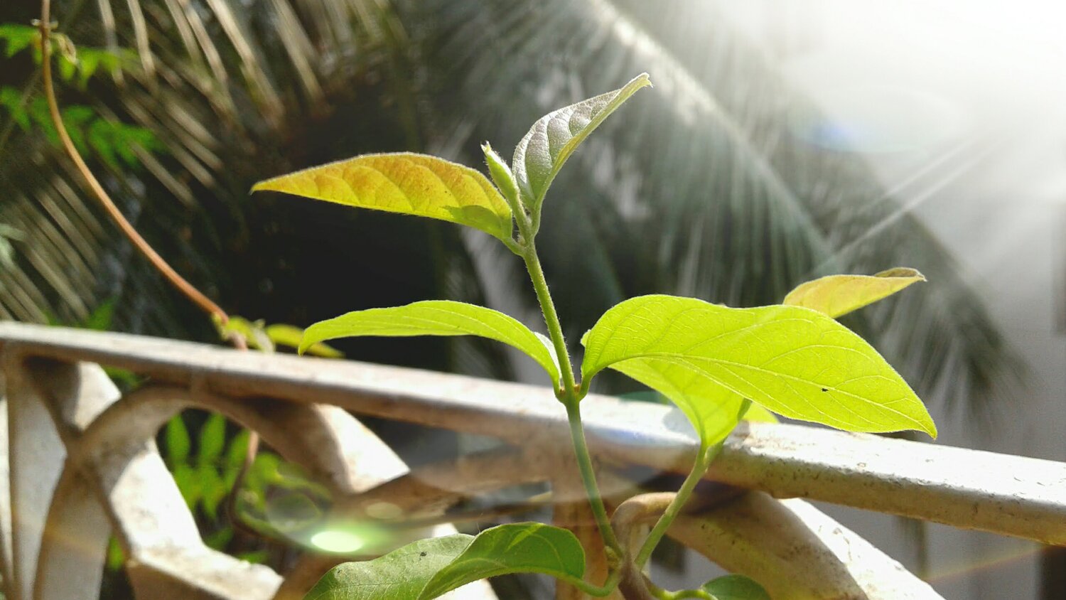 জেগে উঠা