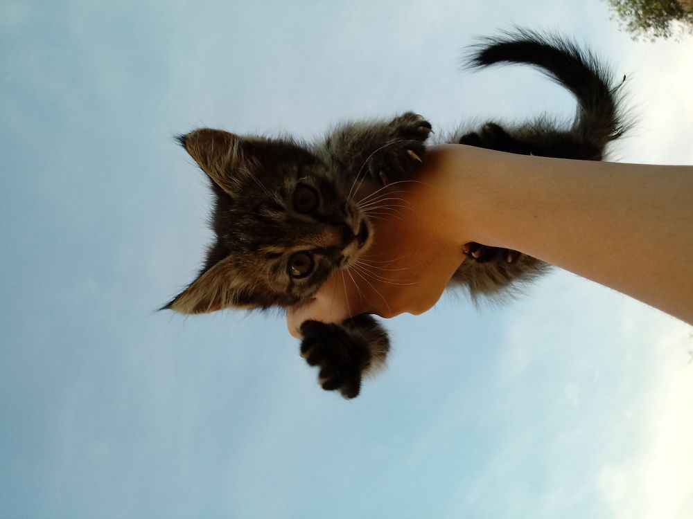 Любимец❤
