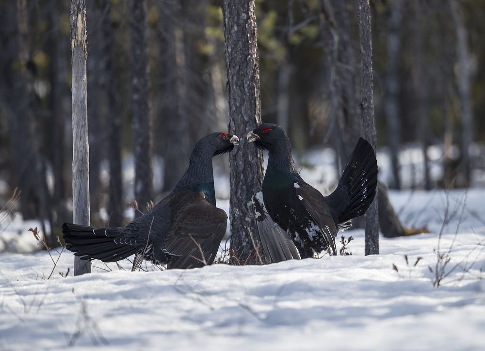 Мужской разговор