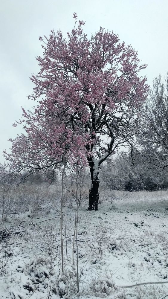 red and white