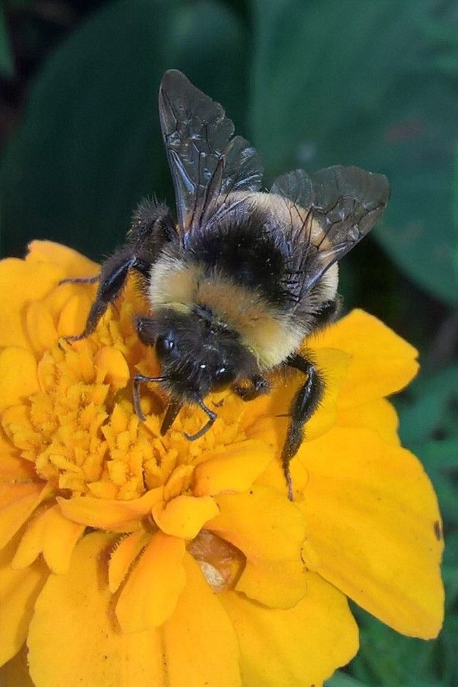 грозный шмель