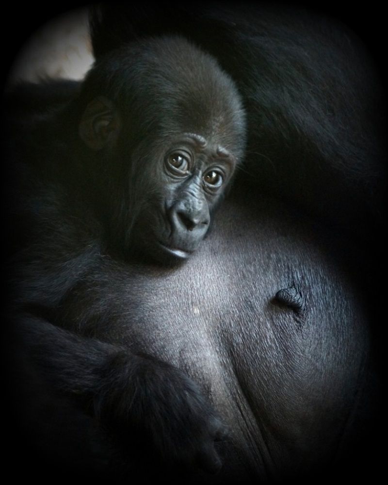 Мамино счастье.