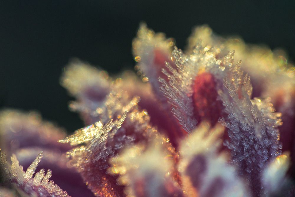 Стоцветные алмазы инея