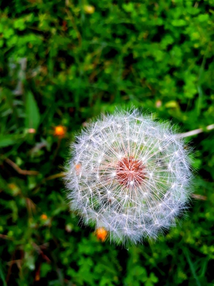 Grass&flowerclick