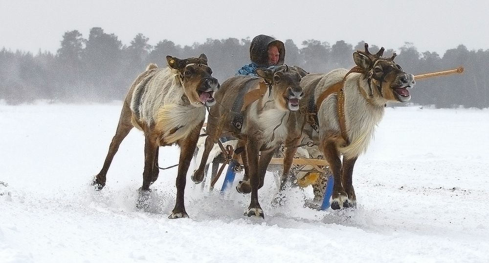 Оленьи гонки.День оленевода.