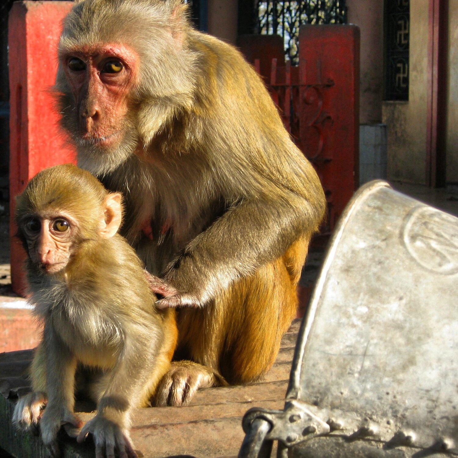 Mama monkey and her Baby
