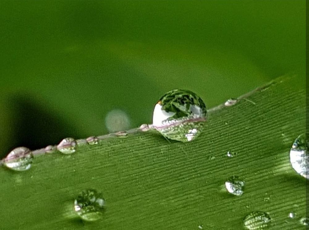 Glistening Dew Drops