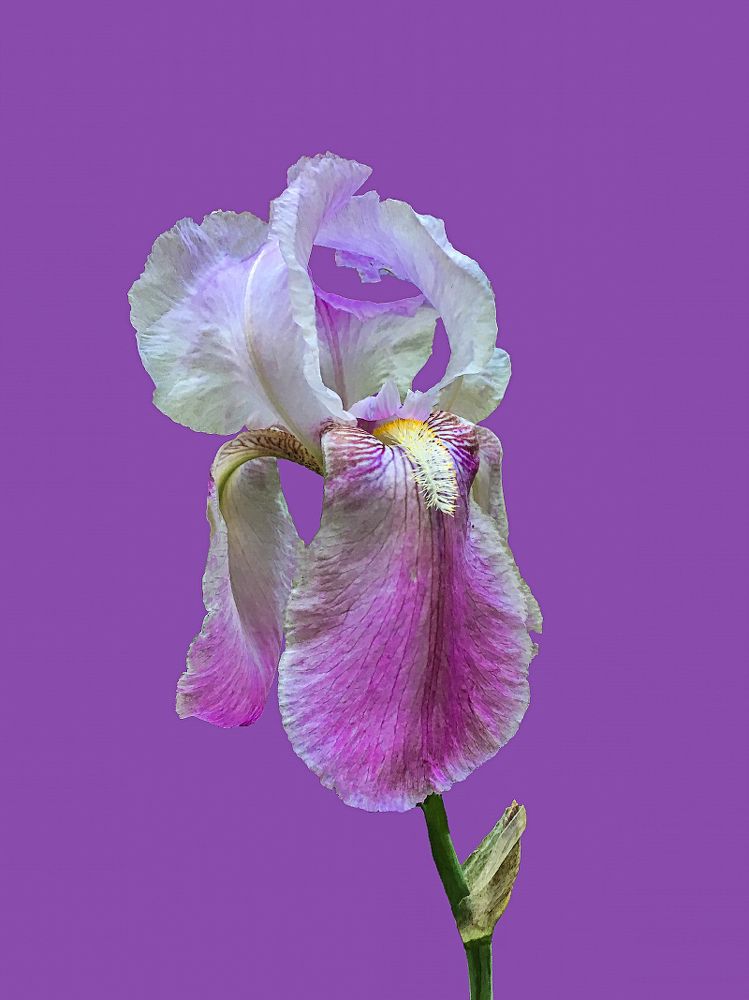Нежное цветение Ириса