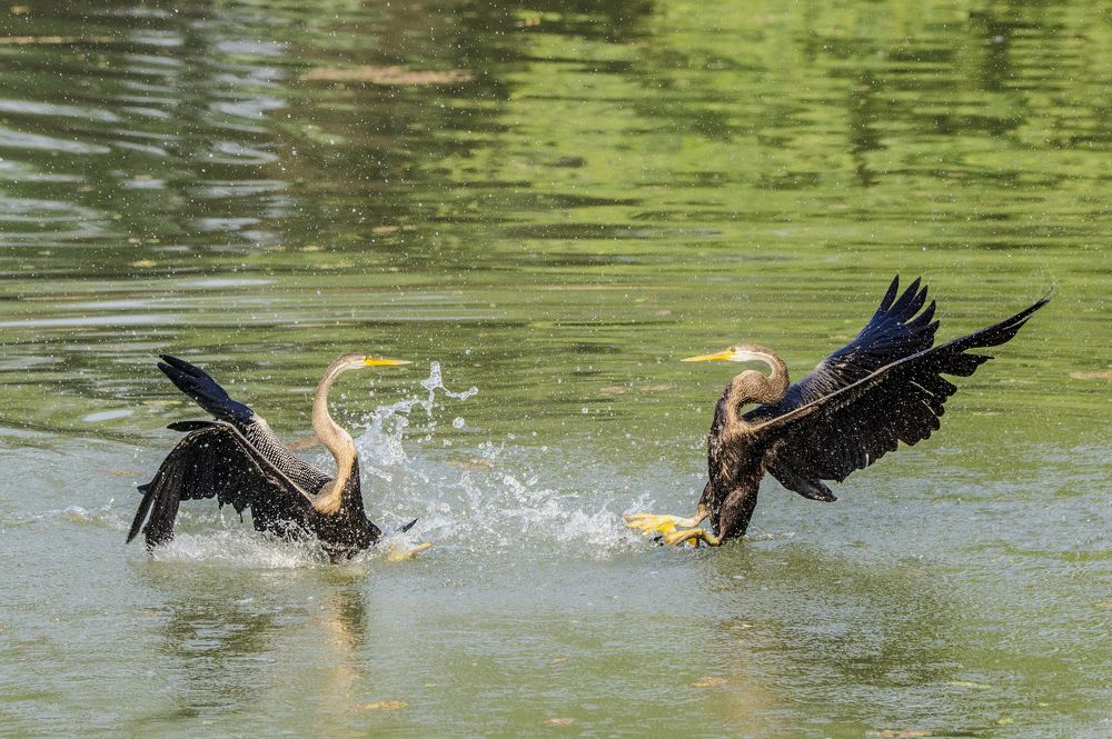 THE BIG FIGHT