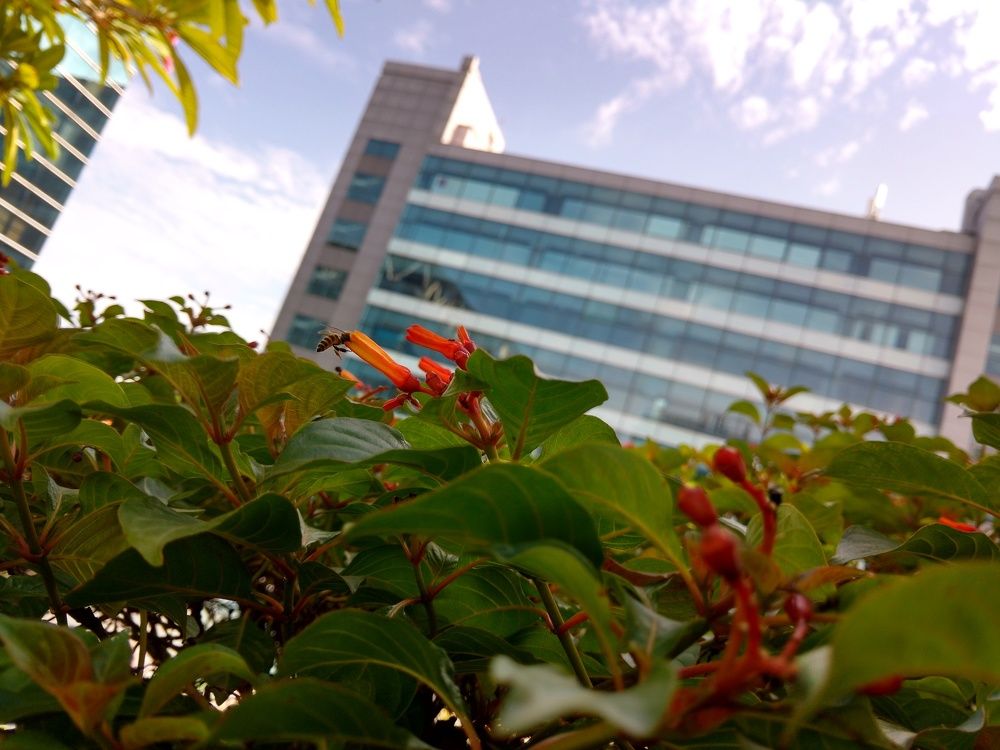 HONEY BEE With HONEY