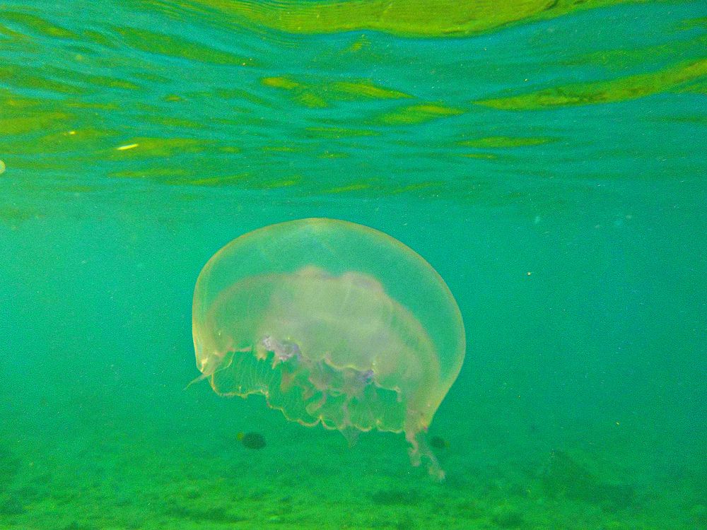 Coral reef of the Red Sea Коралловый заповедник Красного моря