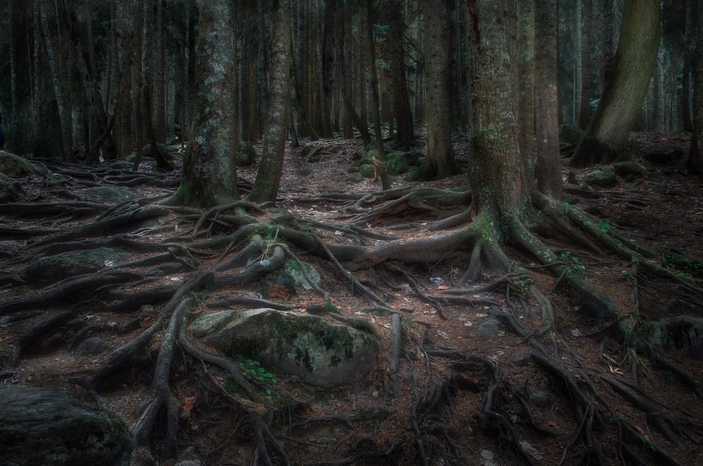 Таинственный лес в Северной Осетии