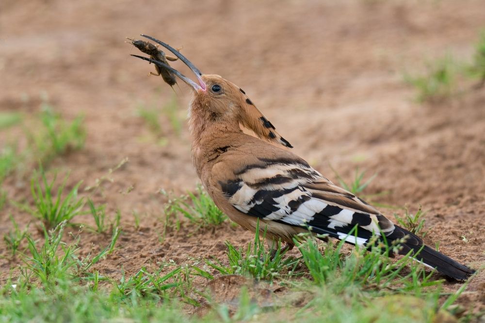 Удод с добычей